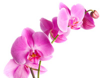 rosane Orchidee