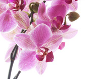 rosane Orchidee