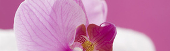 rosane Orchidee