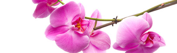 rosane Orchidee